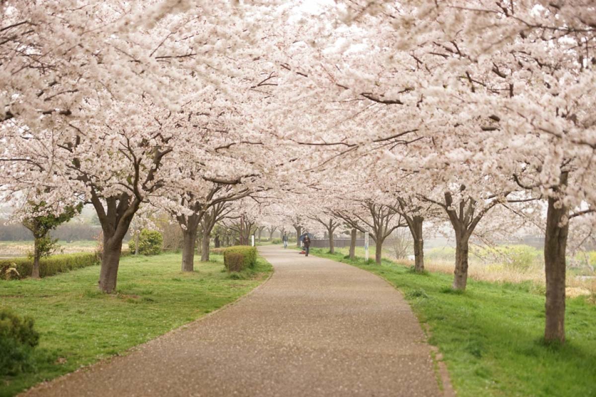 満開間近 眺めてよし 歩いてよしの桜トンネル7選 Zekkei Japan