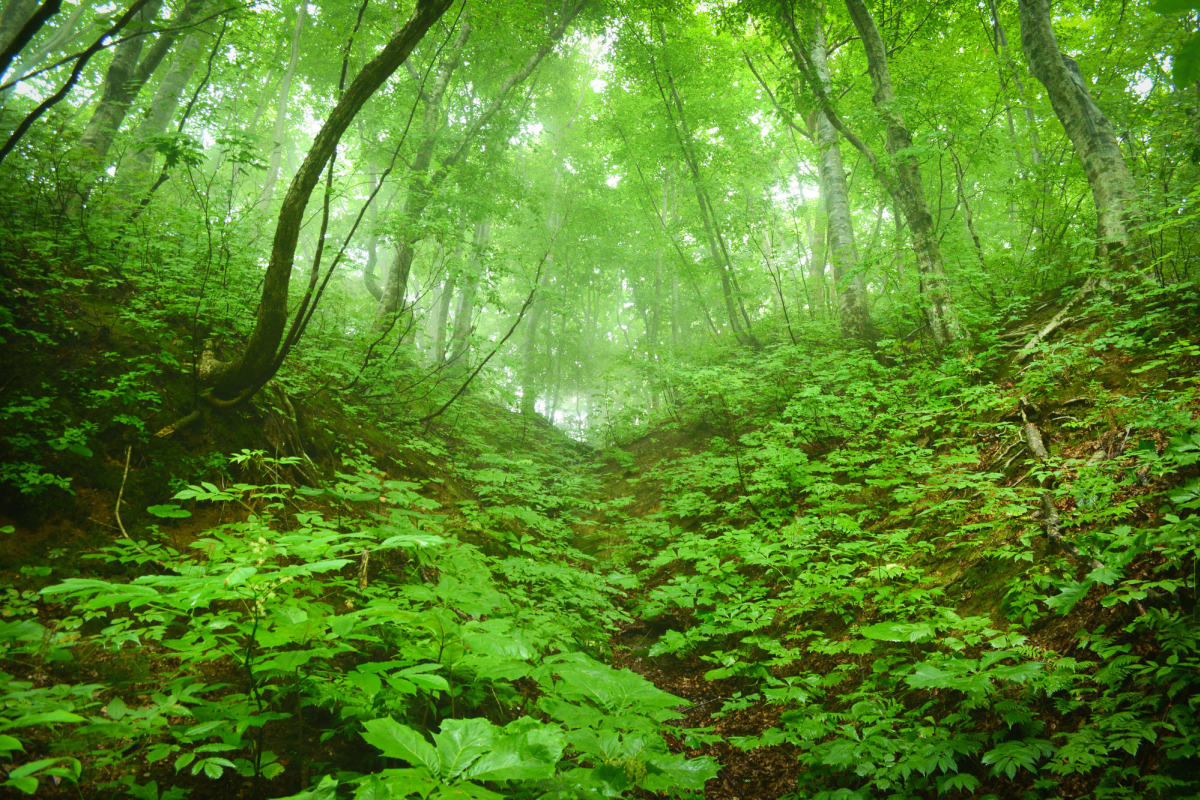 国内にある世界遺産! 日本の世界遺産をめぐる|ZEKKEI Japan