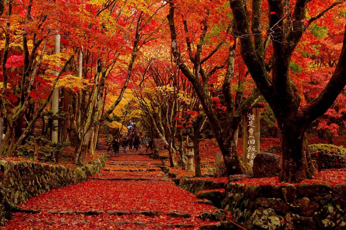 2018年の紅葉めぐりに！ZEKKEI Japan「人気紅葉ランキングベスト10