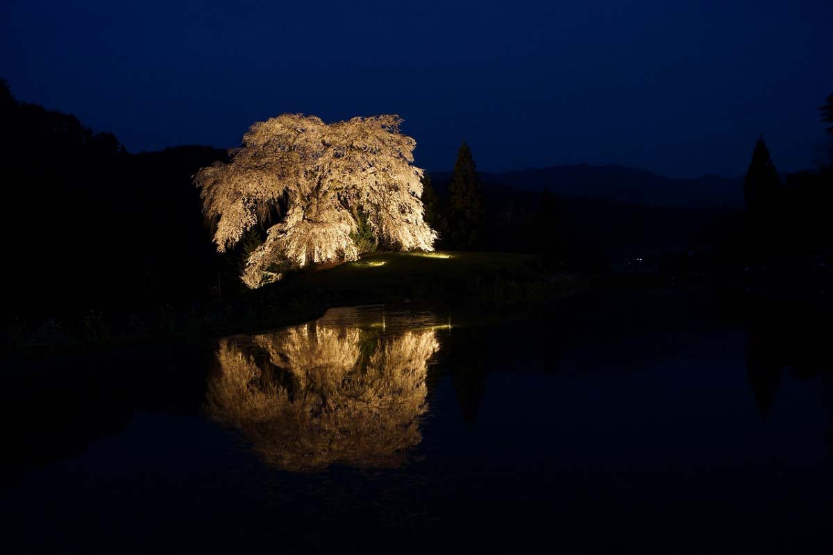 全国】樹齢2000年！？山里に咲く日本の一本桜の名所5選【旅行