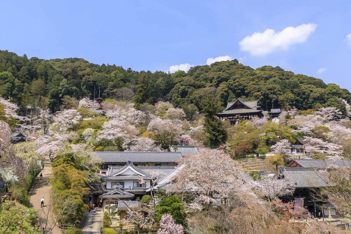 日本の原風景がここに。奈良の桜を見に行こう！｜ZEKKEI Japan