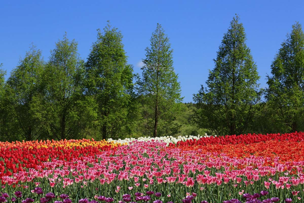 赤、白、黄色だけじゃない！チューリップの美しく艶やかな世界を見に行