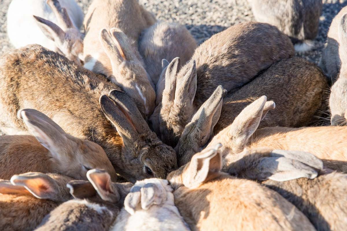 Okunoshima