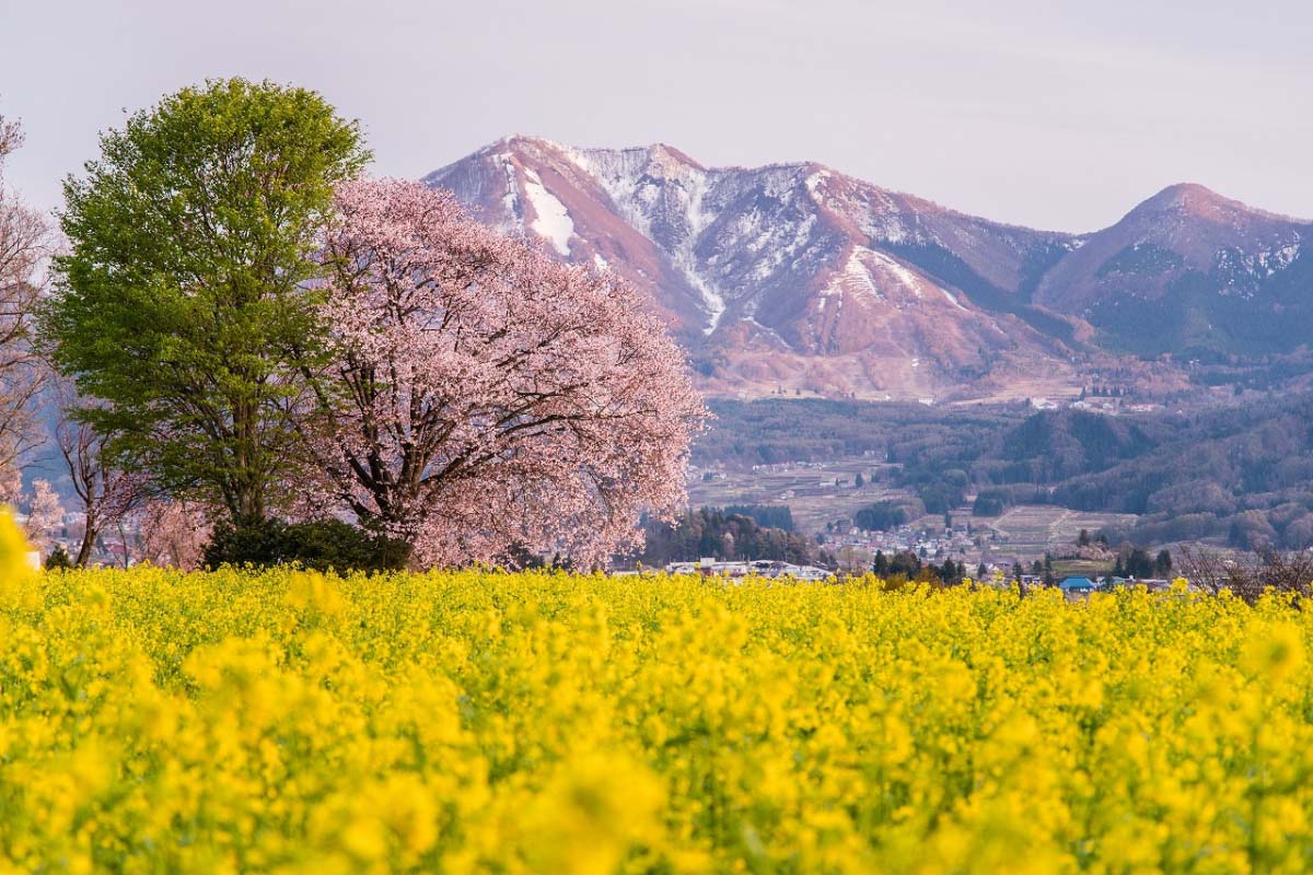 飯山菜の花公園