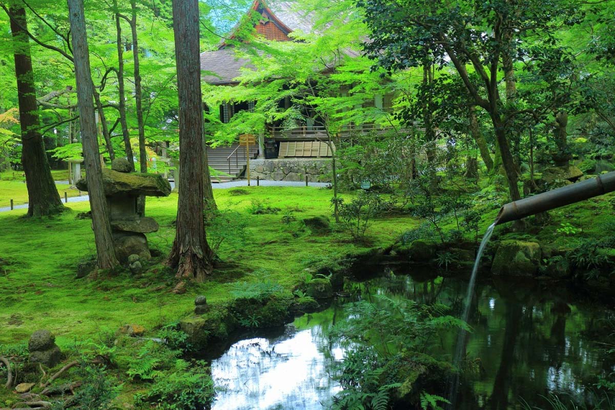 全国の苔が美しい絶景スポット20選！苔むす岩や苔寺、苔庭まで｜ZEKKEI