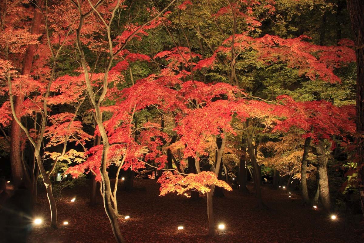 當地人都說讚 日本關東紅葉隱藏版美景12選 絕景日本