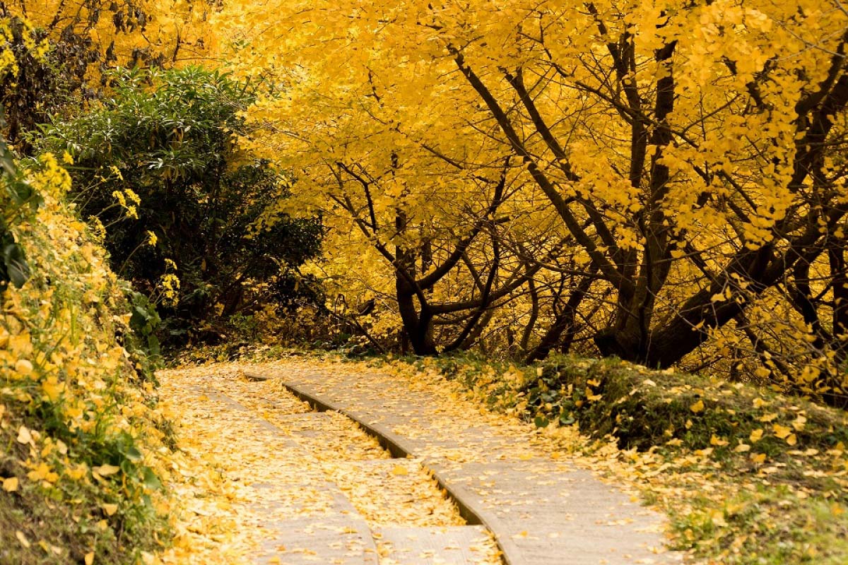 3. Thousand Ginkgos (Senbon Ichou) of Tarumizu(Kagoshima)