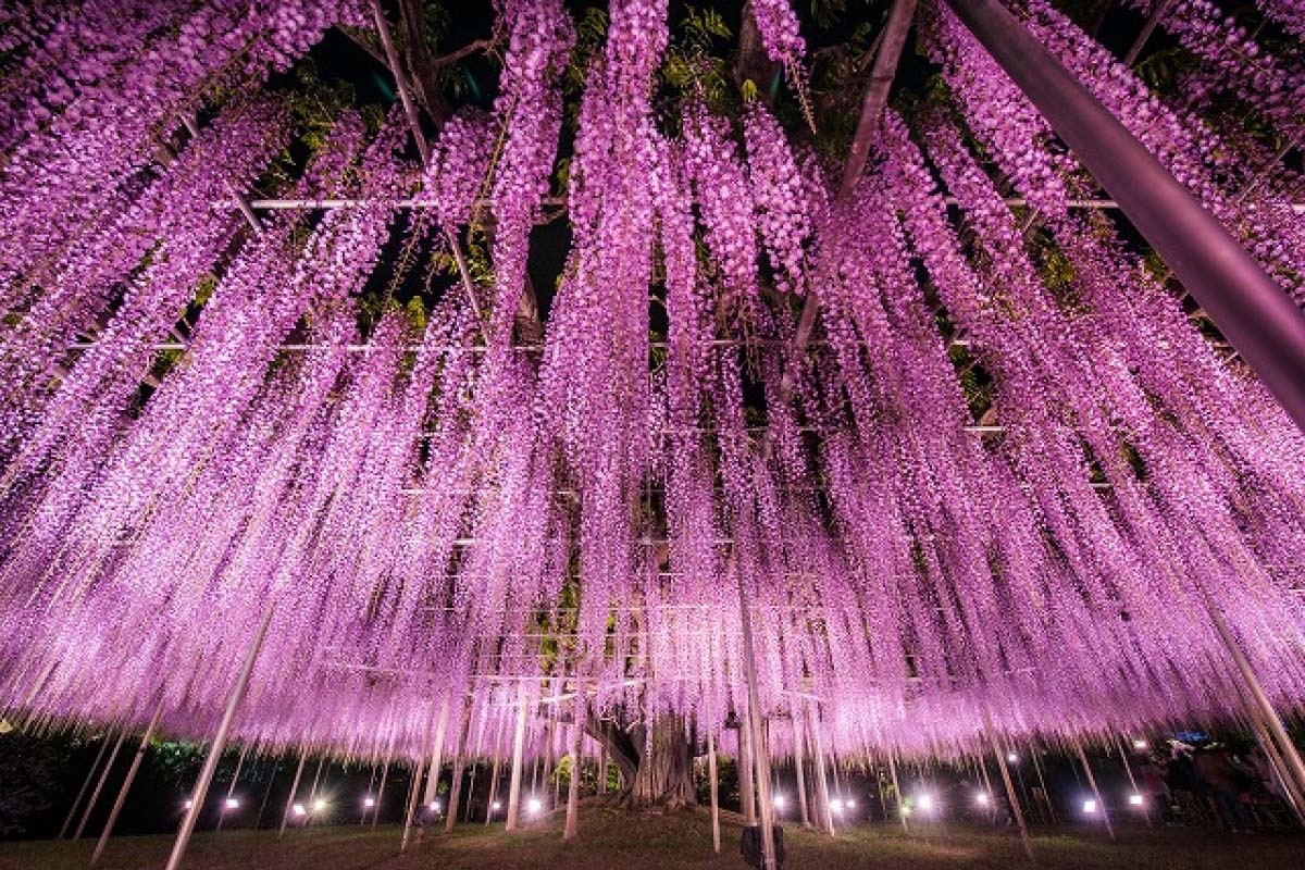 踏進藤波紫浪的幻想風景 日本賞藤絕景經典十選 絕景日本
