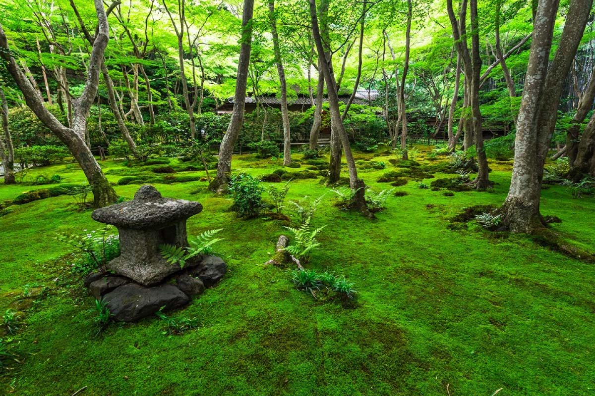 比紅葉還迷人 京都人初夏賞閃閃發亮4大 青楓 絕景 絕景日本