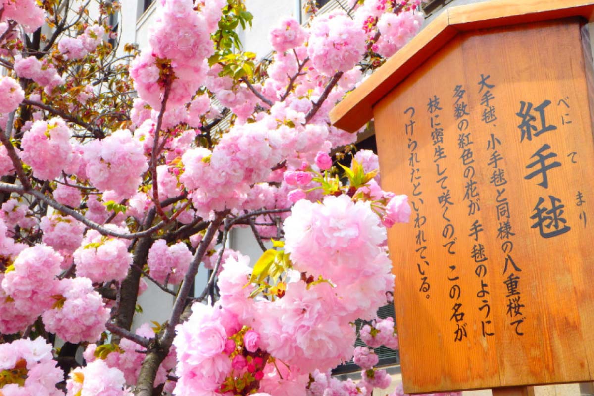 緑色の桜があるって知ってた！？】珍しいさくらの12種類｜ZEKKEI