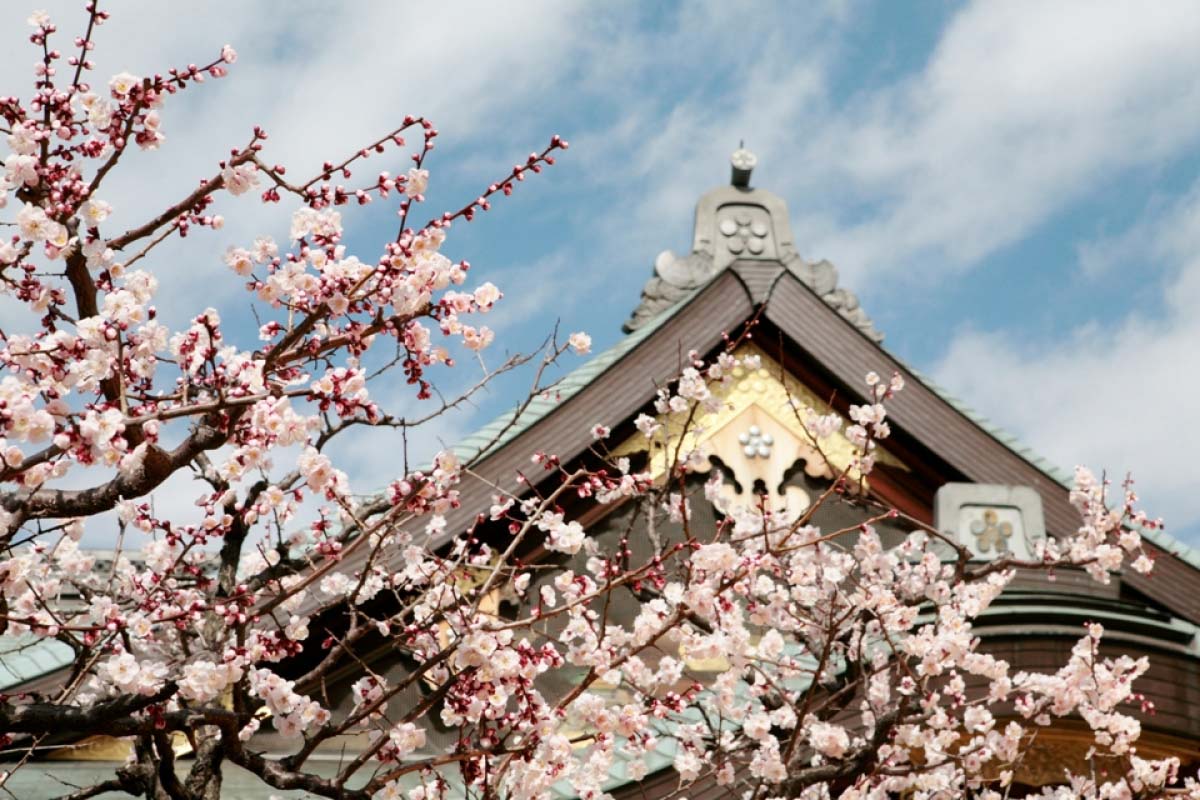 文京梅花祭