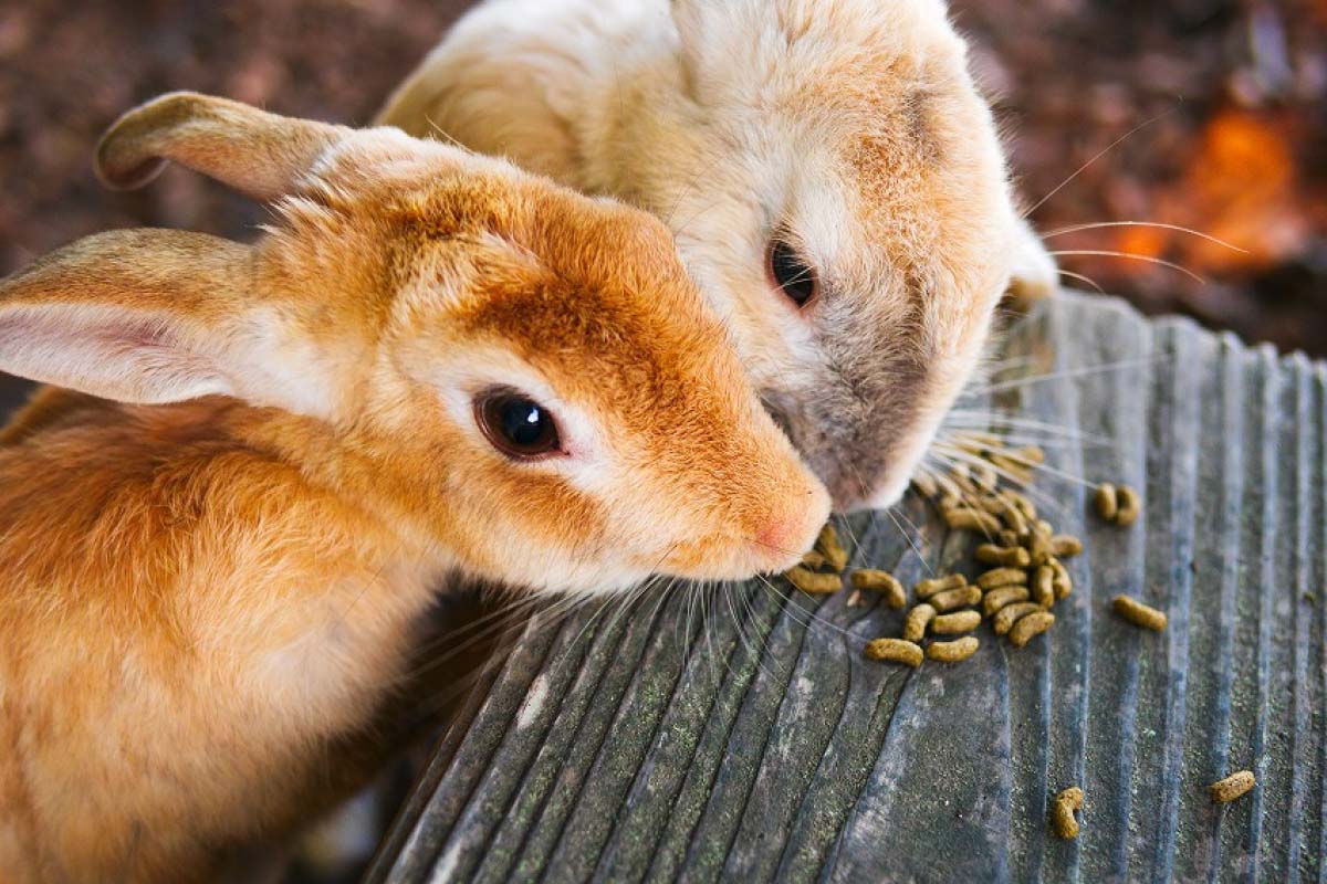 Okunoshima