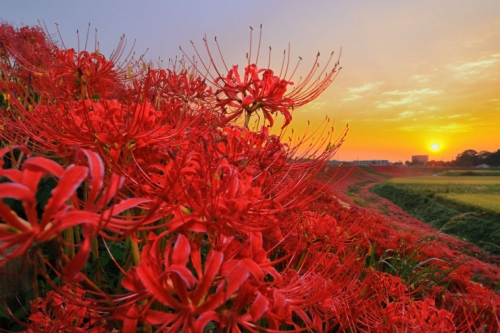 妖豔絕美的異界絶景！日本「曼珠沙華絕景」10選｜絕景日本