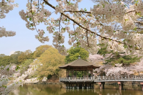 To see in japan