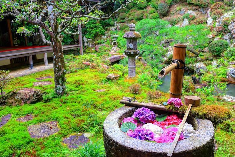 京都寺廟超唯美景緻 花朵浮在水手舍上 絕景日本