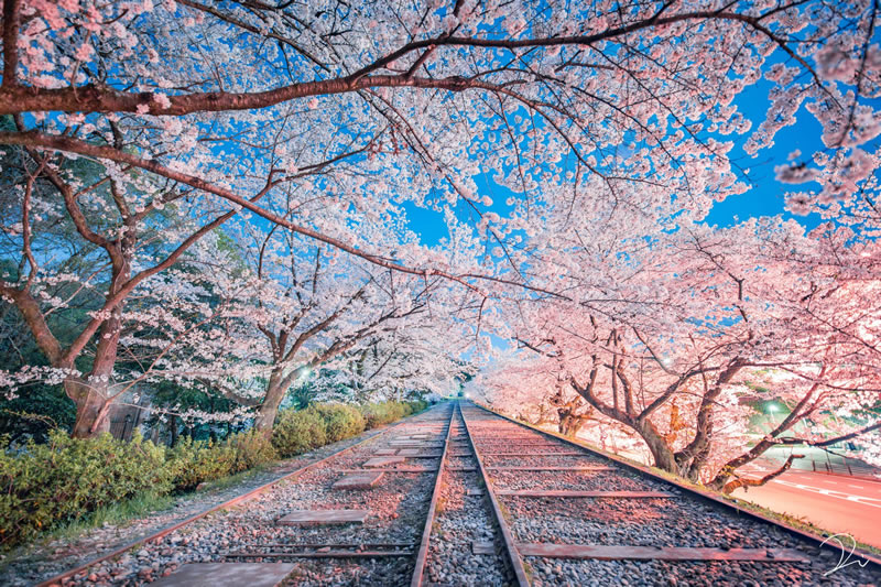 桜の名所が冬に見せる雪景色が、幻想的な美しさ！｜ZEKKEI Japan