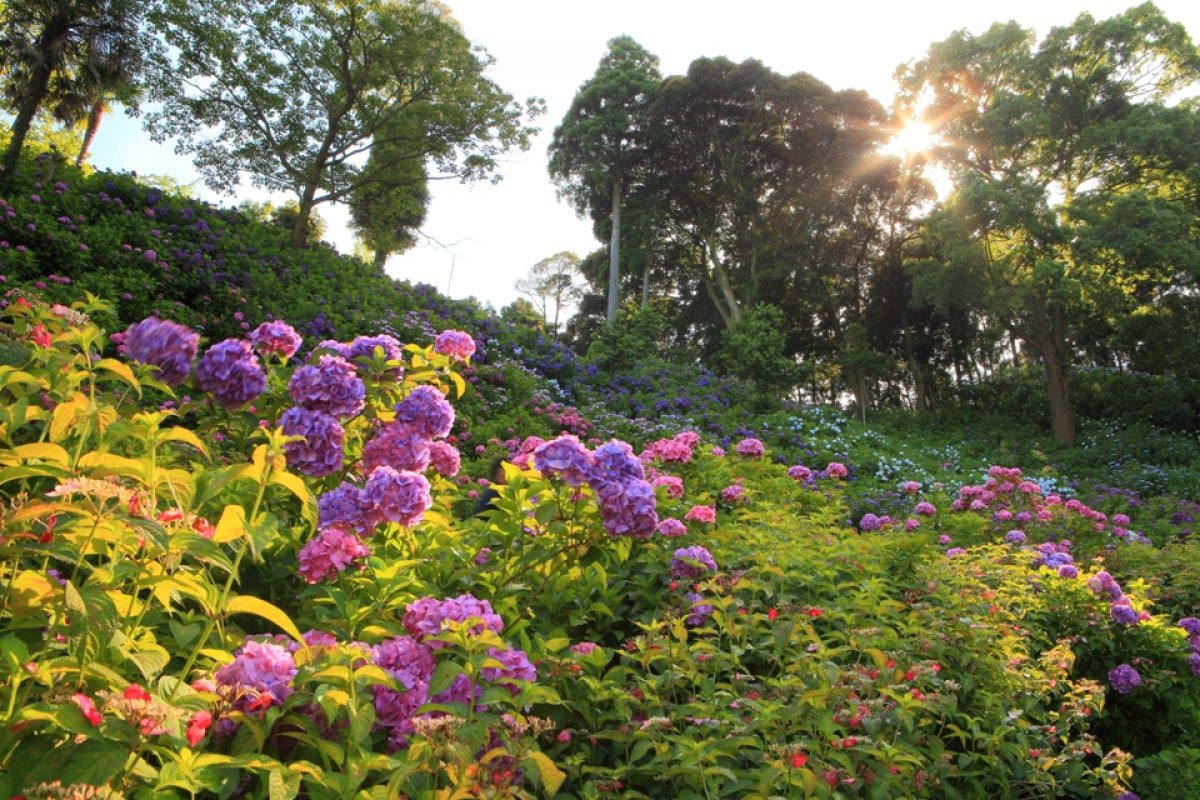 Hattori Farm Hydrangea House
