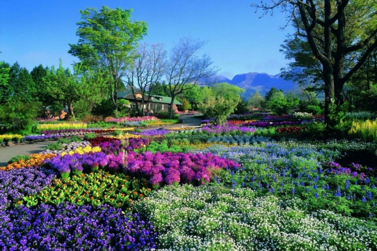 久住花公園的景點資訊 絕景日本