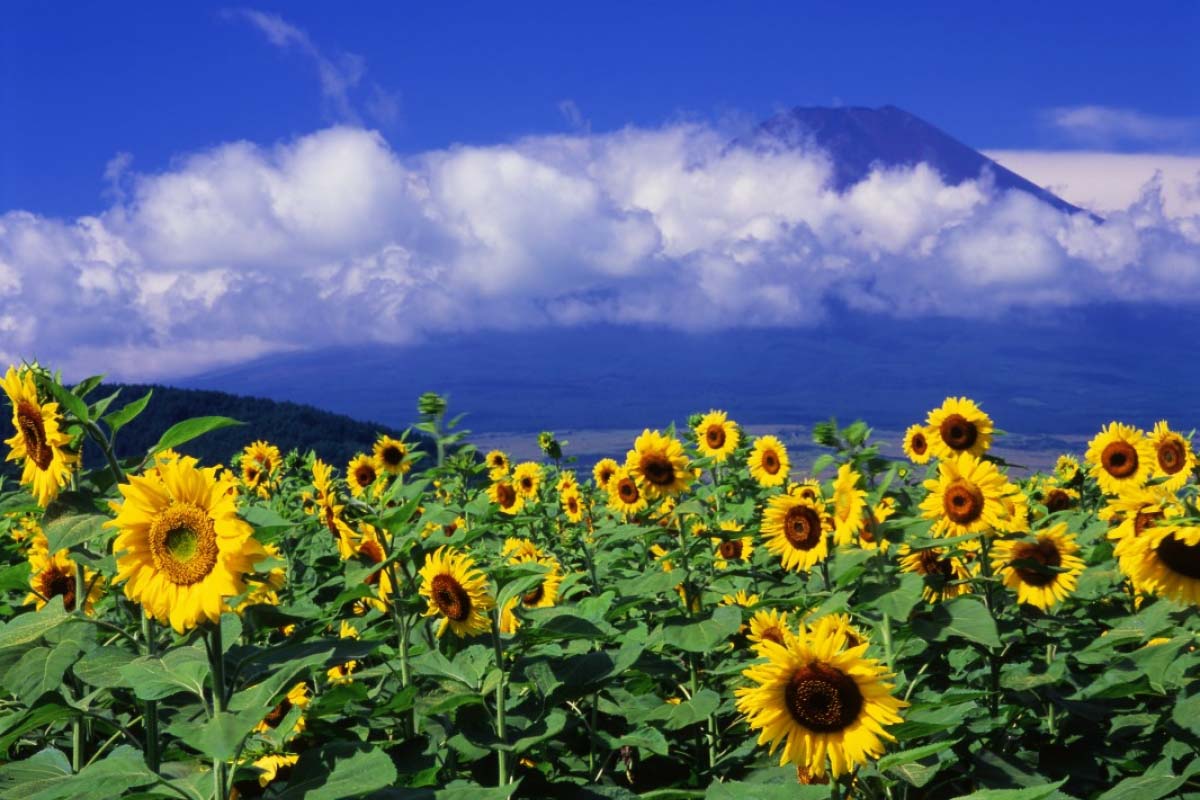 忍野村のひまわり｜山梨県富士市観光