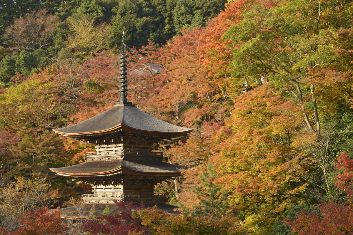 金剛院 金剛院