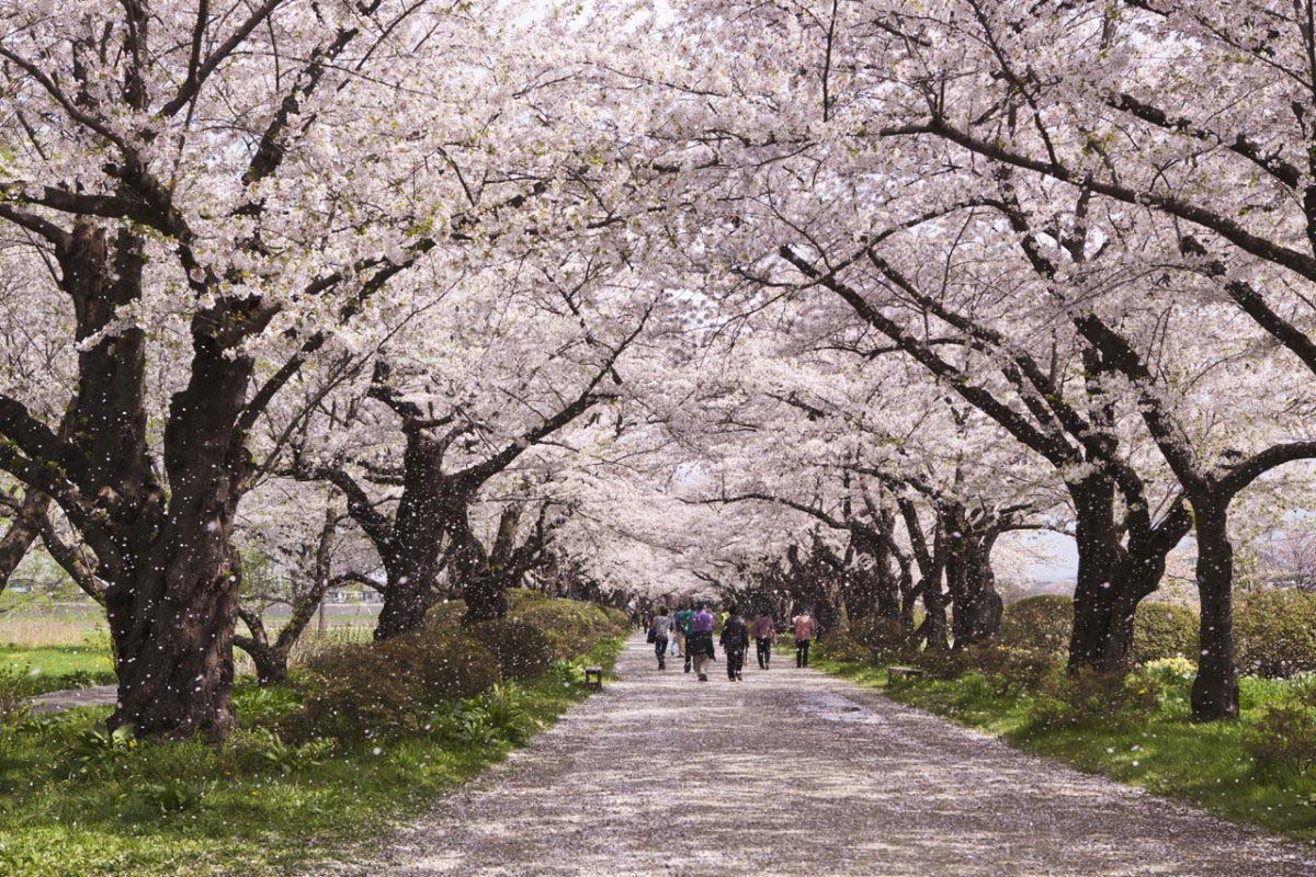 北上展勝地さくらまつりの絶景｜ZEKKEI Japan