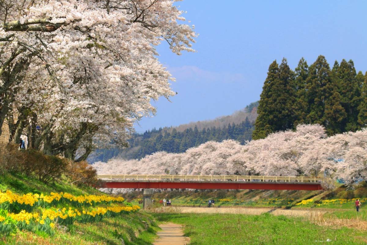 希少　深海松　青珊瑚　風鎮 Natsui Senbonzakura (The 1,000 Cherry Trees of Natsui