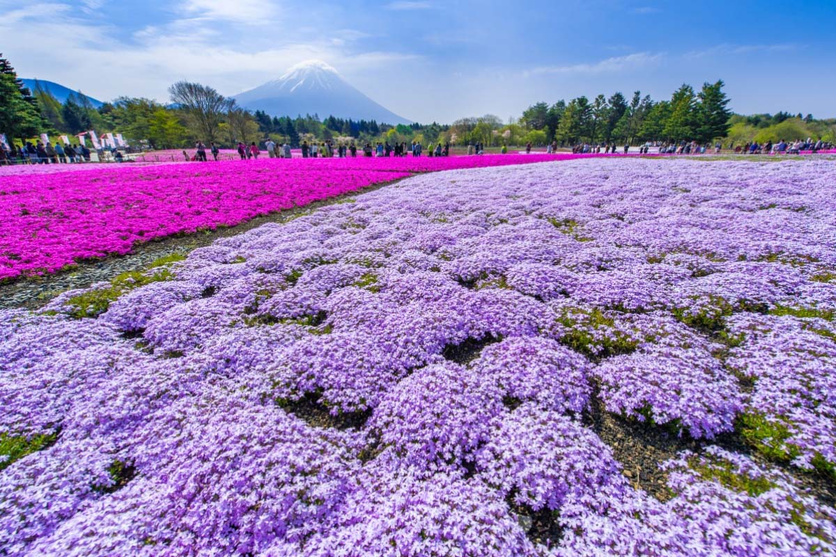 「富士山麓が陰の本営だった 隠れ南朝史」 加茂喜三 富士地方史料調査会 Amazon.co.jp: 「富士王朝の滅亡」 加茂喜三 富士地方史料調査会