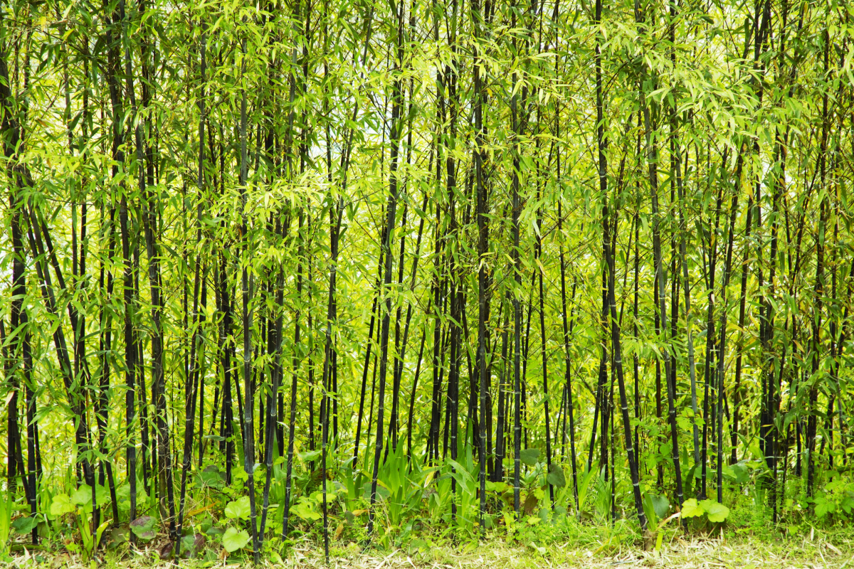 原谷地區的黑竹