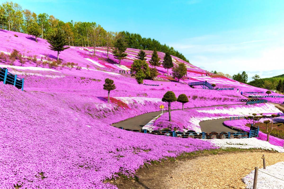 东藻琴芝樱公园的景点绝景日本