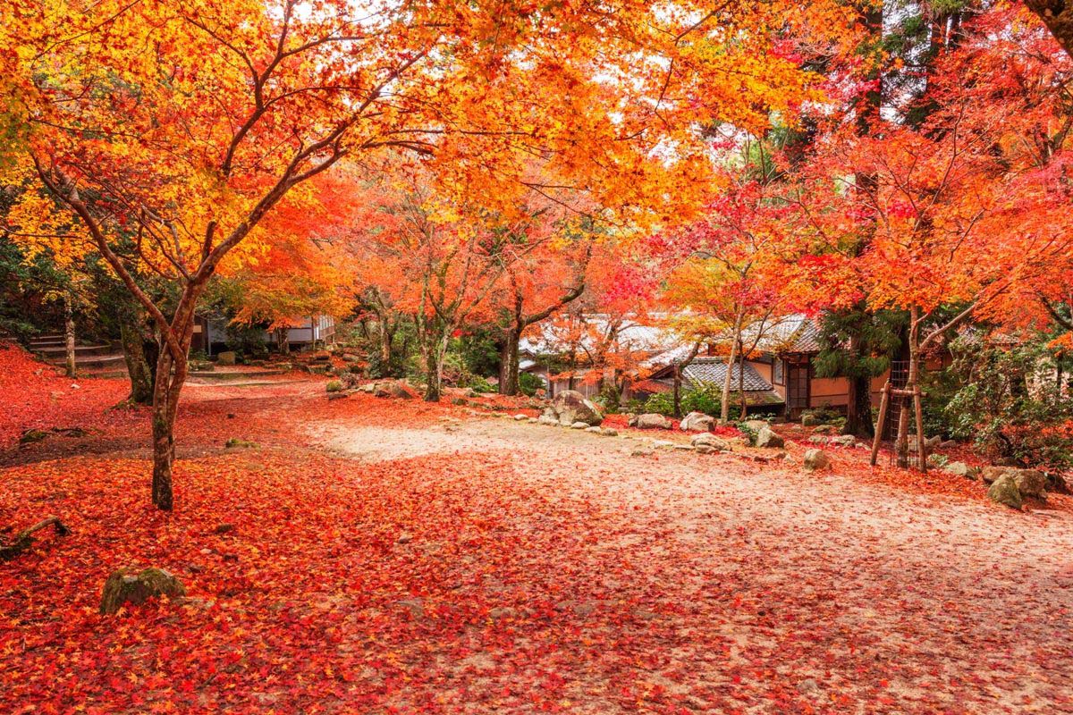 紅葉谷公園の絶景｜ZEKKEI Japan