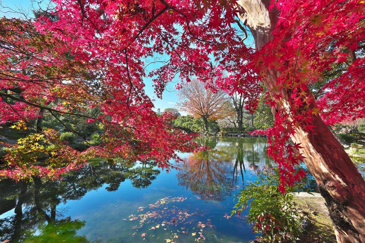 【希少　限定本】東本願寺 : 明治造営百年 明治造営百年 明治造営百年｜本・雑誌・漫画 東本願寺 東本願寺 本