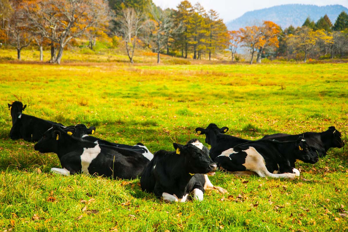 カヤの平の絶景 Zekkei Japan