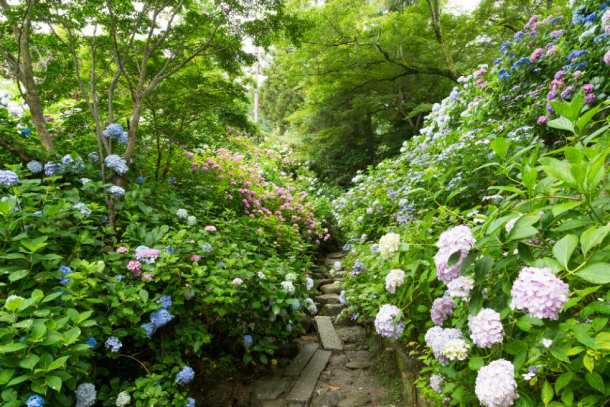 １枚200円 神宮寺 倉本 高橋 岸 中村 谷村 など公式写真 Yatadera Temple
