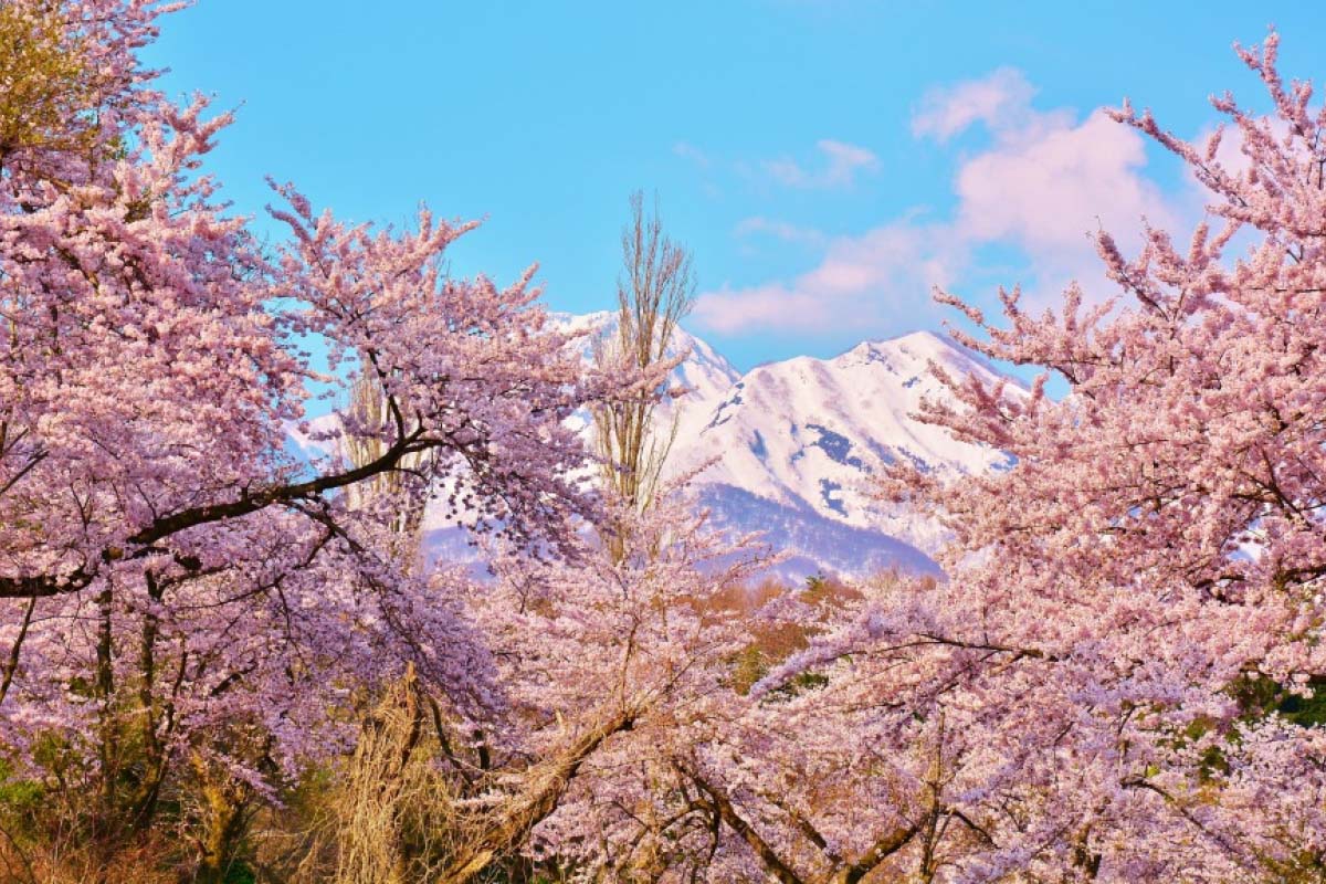 桜 松ヶ峯の桜
