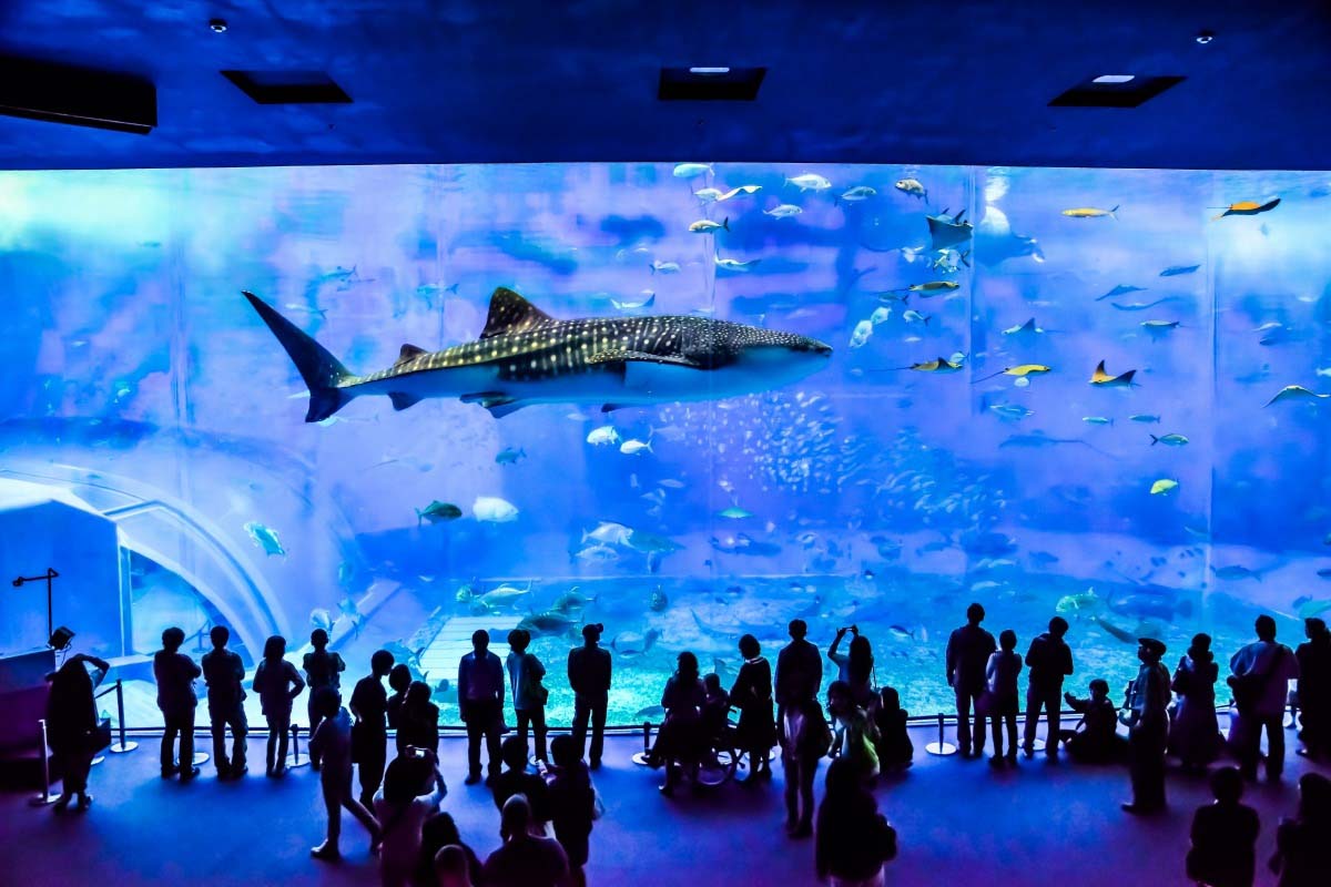 Okinawa Churaumi Aquarium ZEKKEI Japan