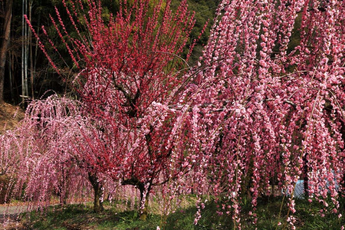 月瀨梅林的景點資訊 絕景日本