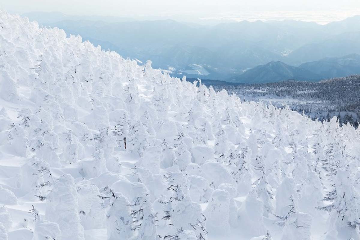 蔵王樹氷写真, 蔵王 樹氷 でき方 | 大自然が生み出す冬の絶景・蔵王の樹氷を見に行こう – TDYARW