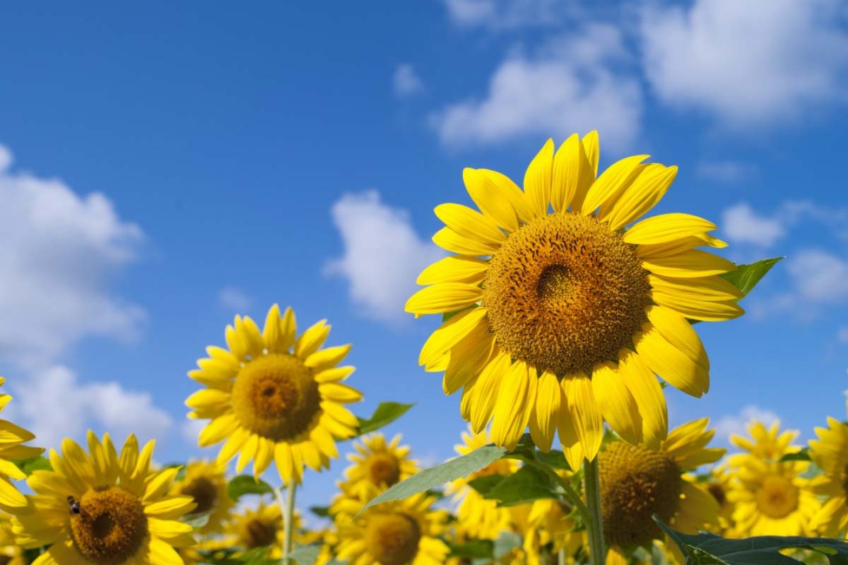 北龙町向日葵花田
