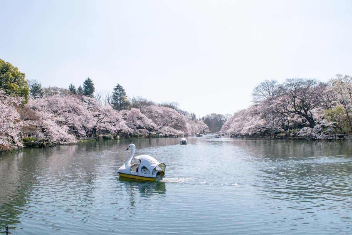 井之頭恩賜公園的景點資訊 絕景日本
