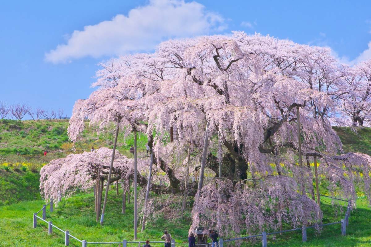 なんと‼️今だけ特別価格【期間限定商品　貴重品】日本三代桜 三春滝桜 福島県 2025年 滝桜の状況（4月11日）9:30頃 | Find！三春 【みはる観光