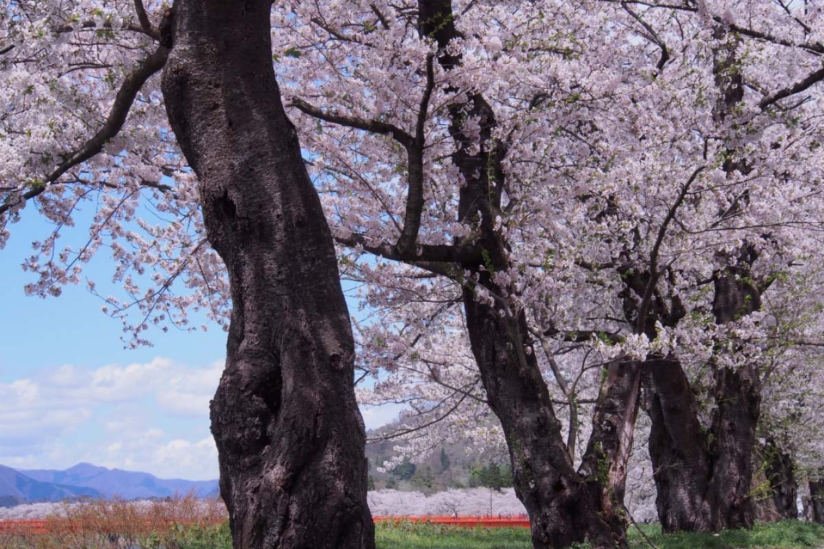 木内 吉祥院 嶋樫山町 京都市南区吉祥院嶋樫山町59-3～59-15 LoftPia