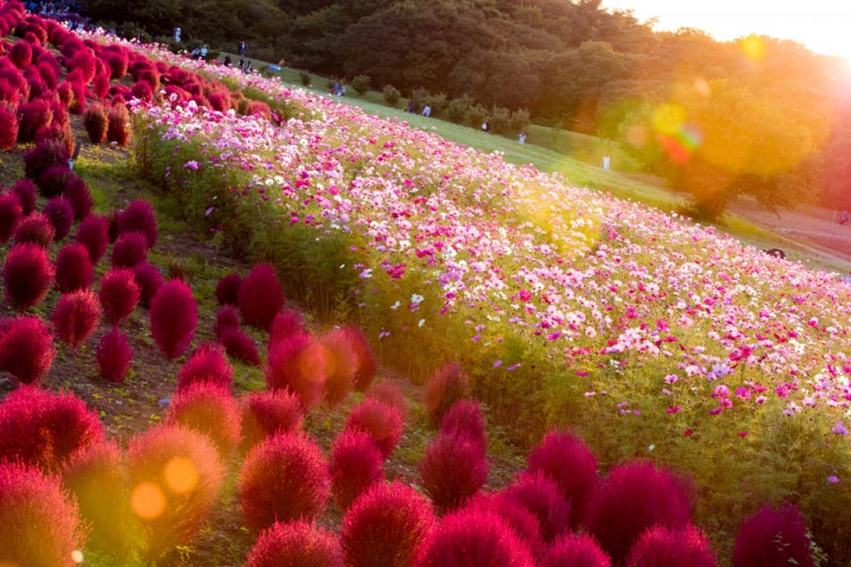 國營常陸海濱公園