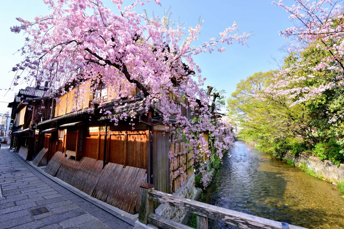 祗园白川的樱花的景点|绝景日本