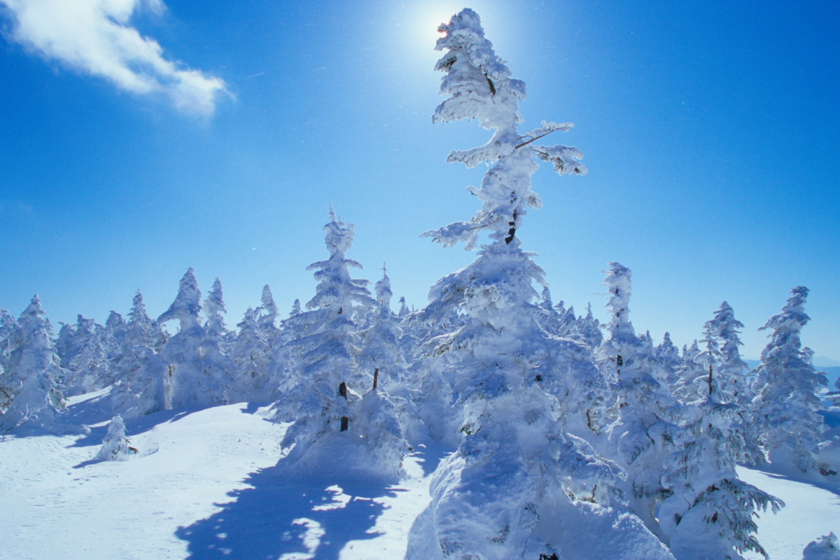 横手山山頂の樹氷