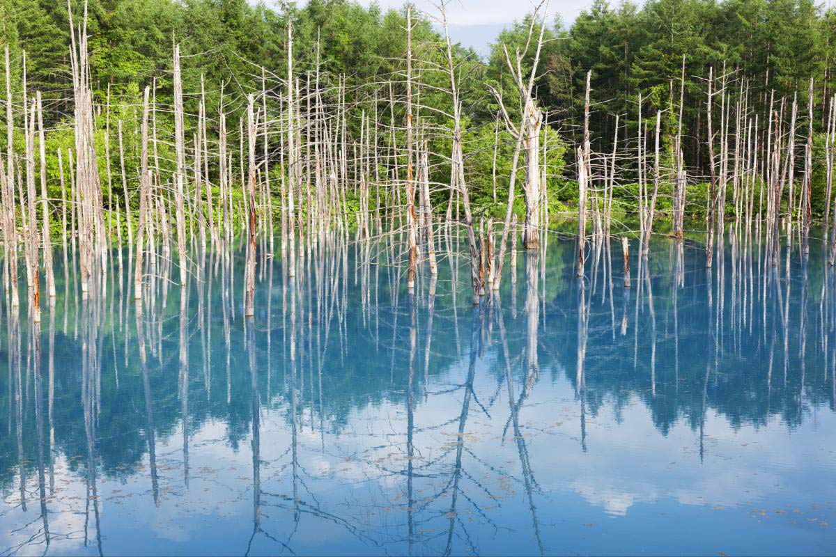 Blue Pond (Aoiike) | ZEKKEI Japan