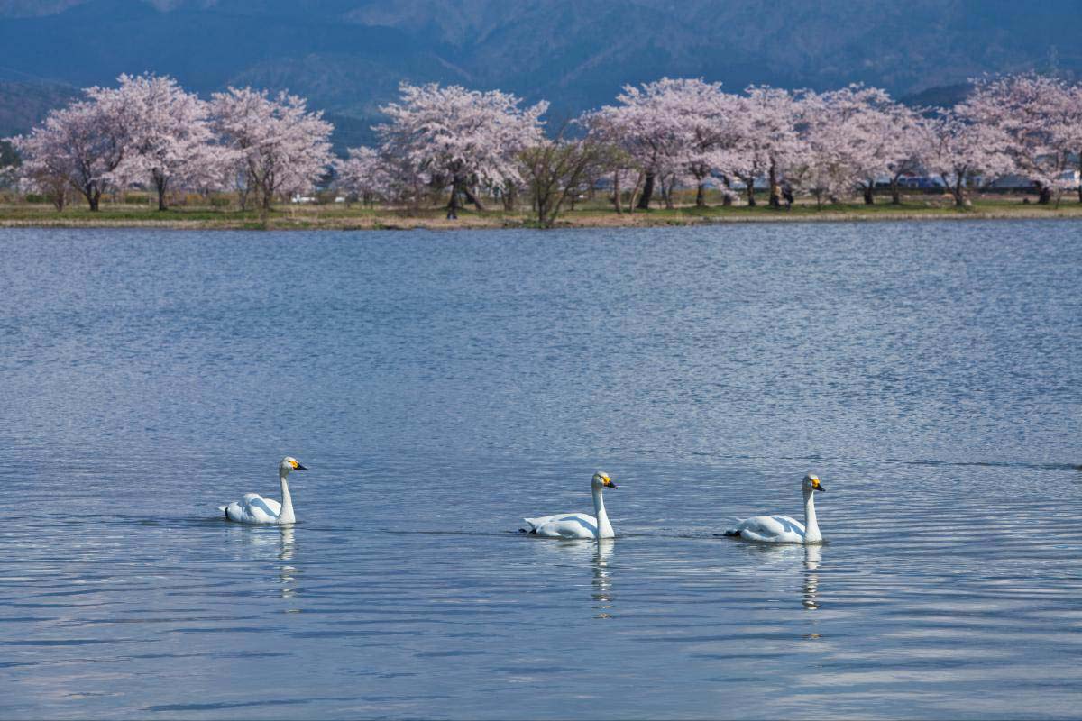 瓢湖の絶景|ZEKKEI Japan