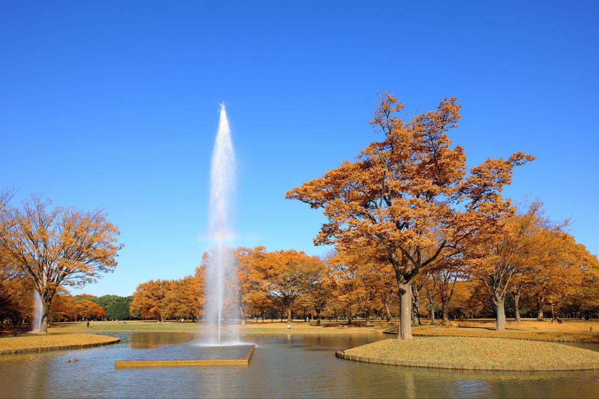 代々木公園の絶景|ZEKKEI Japan