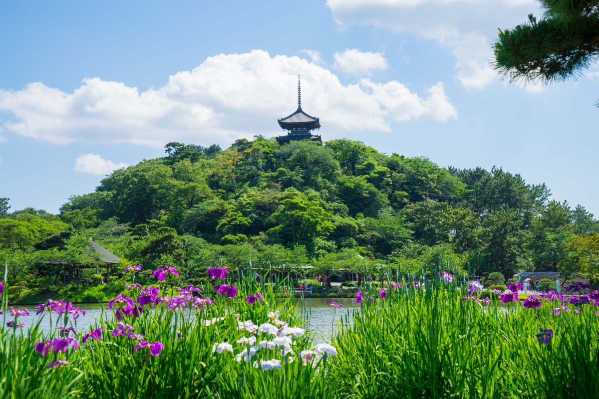 油絵 風景画 神奈川三渓園の枝垂桜【4月】P10 三渓園