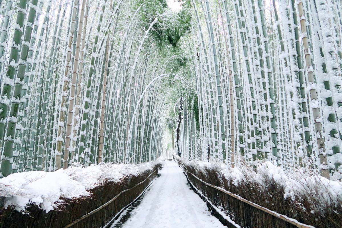Sagano Bamboo Grove Kyoto Sightseeing And Arashiyama Trip