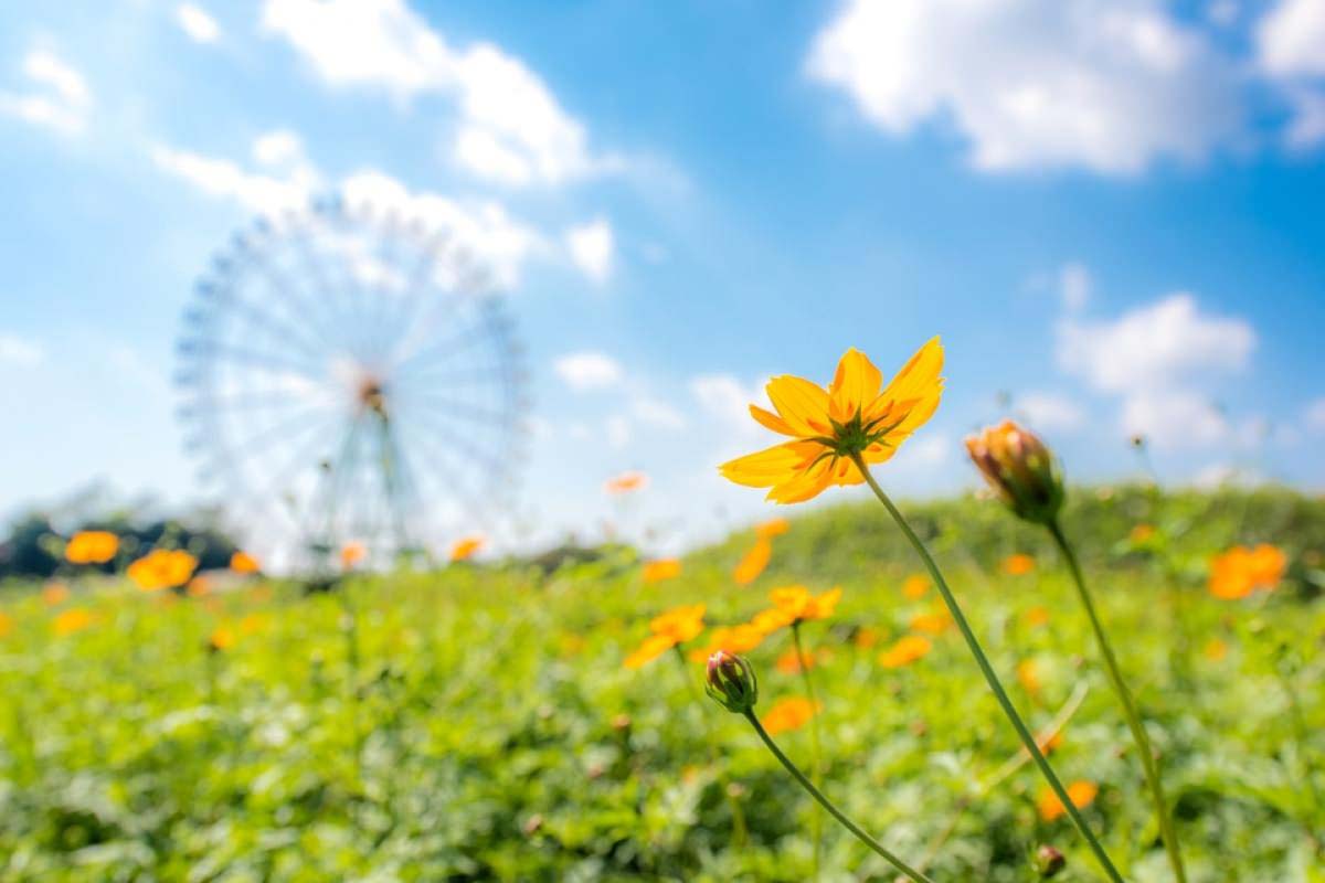 國營常陸海濱公園
